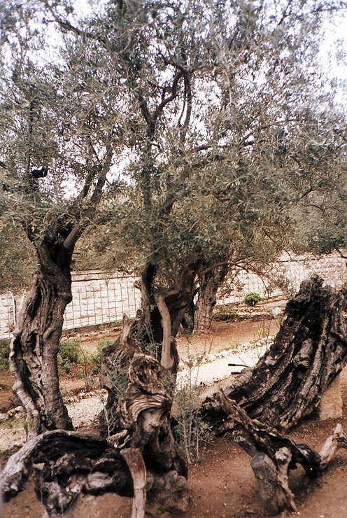 Heiligabend zu Bethlehem