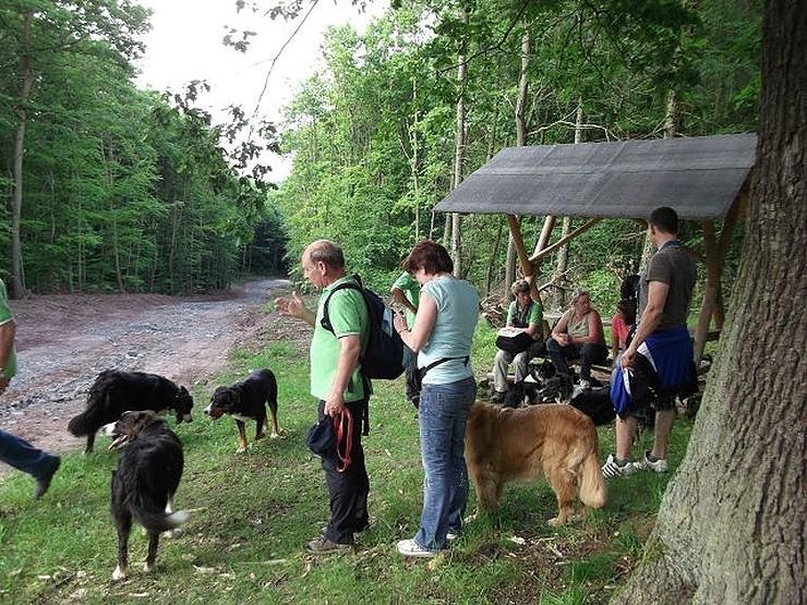 4-Pfoten Hundeclub aktiv