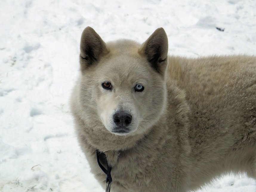 Schlittenhunderennen in Benneckenstein