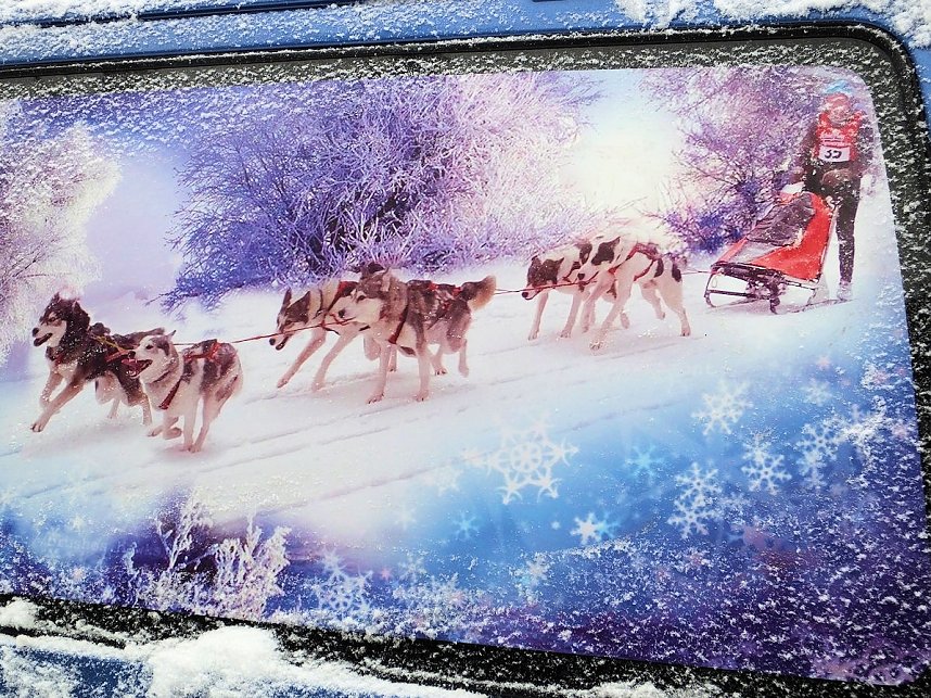 Schlittenhunderennen in Benneckenstein