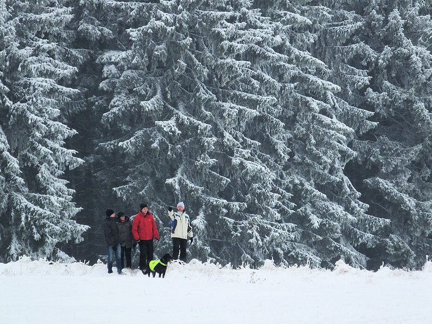 Schlittenhunderennen in Benneckenstein