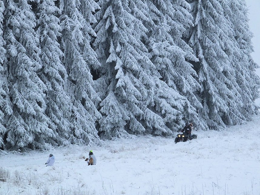 Schlittenhunderennen in Benneckenstein