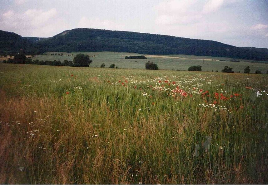 Die Feuerkuppe, der &ouml;stliche Abschluss des Sargberges