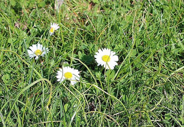 Was nicht alles bl&uuml;ht!