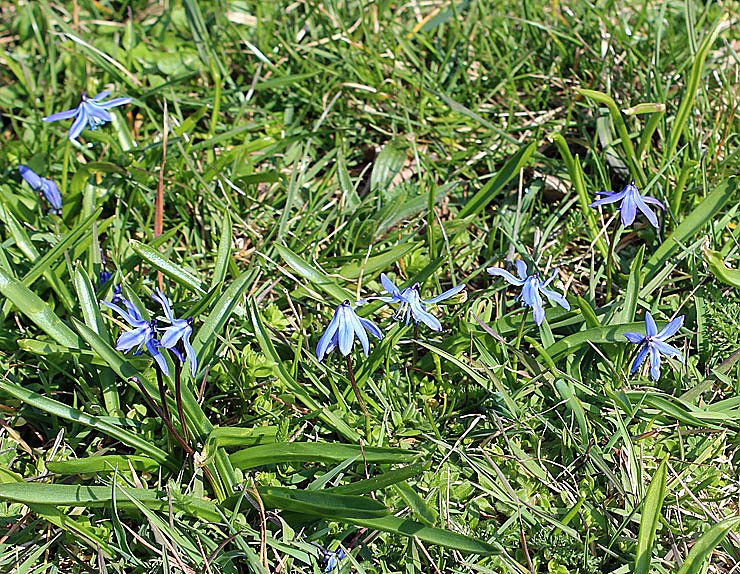 Was nicht alles bl&uuml;ht!