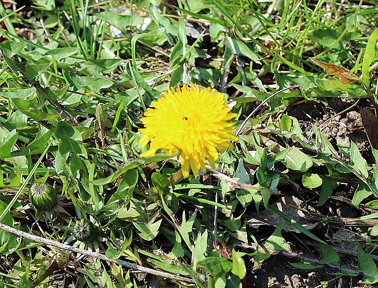 Was nicht alles bl&uuml;ht!