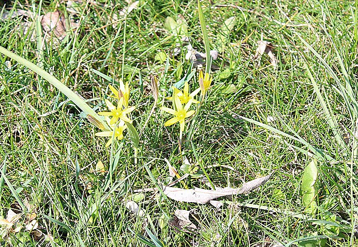 Was nicht alles bl&uuml;ht!