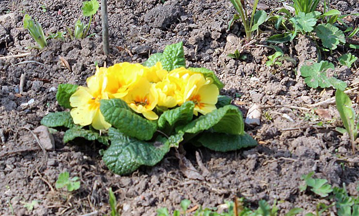 Was nicht alles bl&uuml;ht!