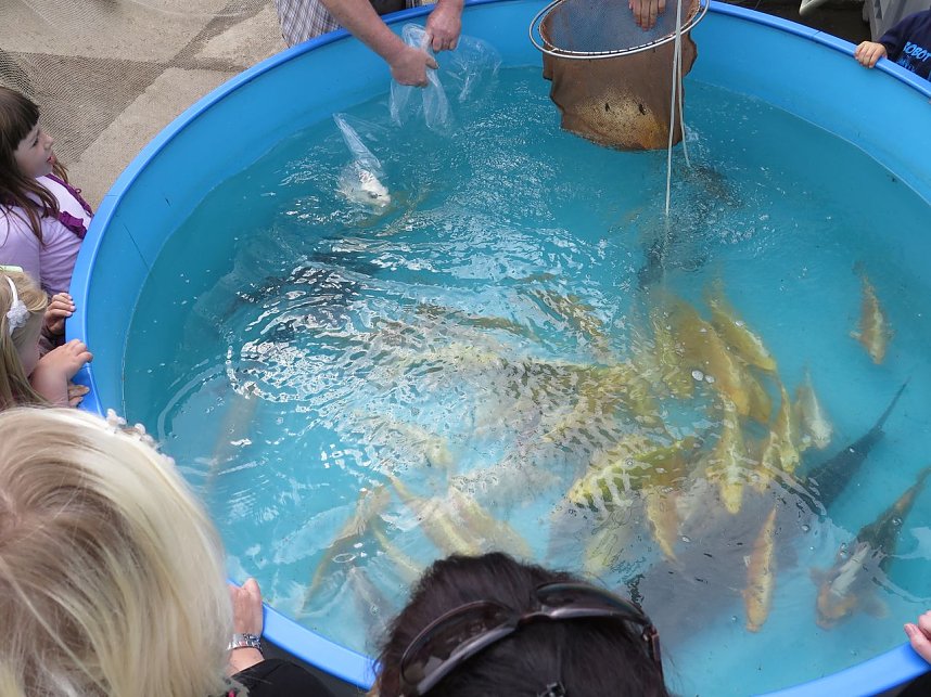 Fischerfest in Auleben