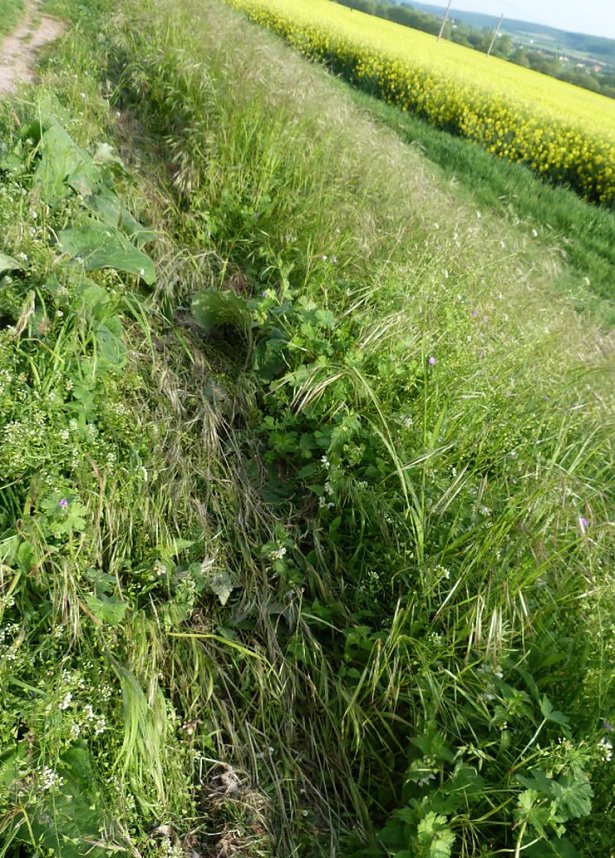 Gro&szlig;e Frechheit