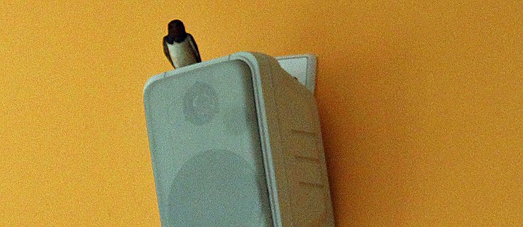 Vogel freundliches Frankenhausen