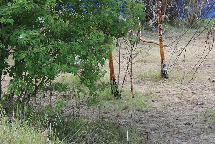 Baumsch&uuml;tzer emp&ouml;rt