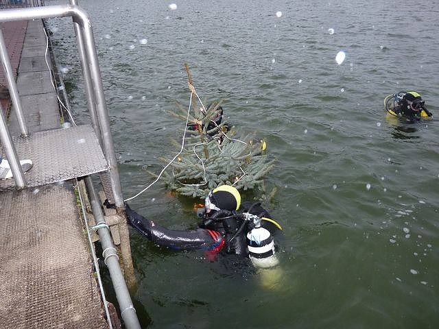 Weihnachtstauchen im Bebraer Teich