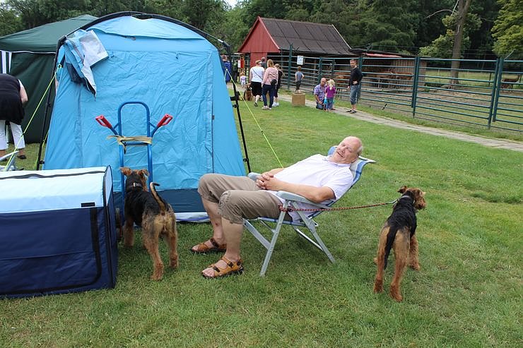 Terrier nichts als Terrier