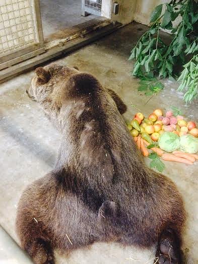 Daggi ruht neben dem Begr&uuml;&szlig;ungsbufett