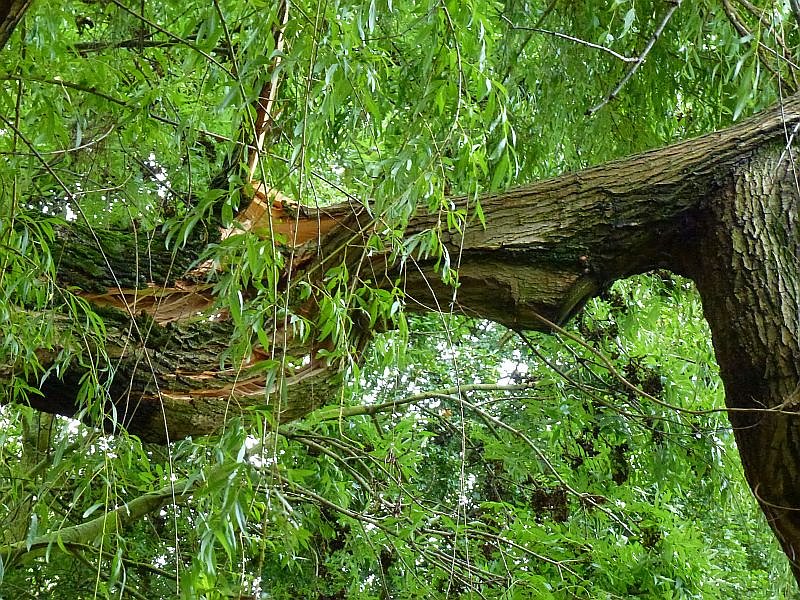 Sturmschaden auch in Sondershausen