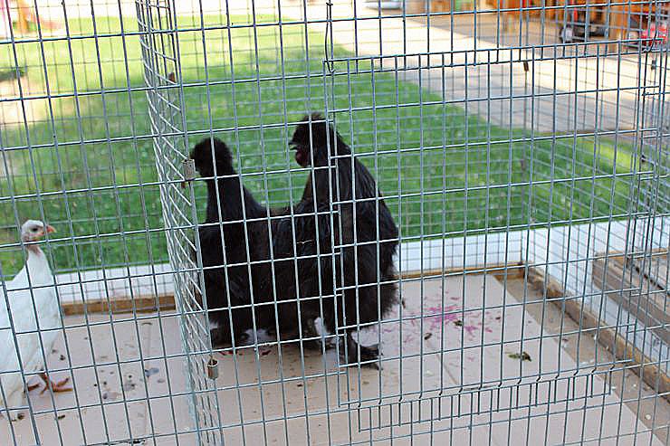 Spielend Kinder begeistern