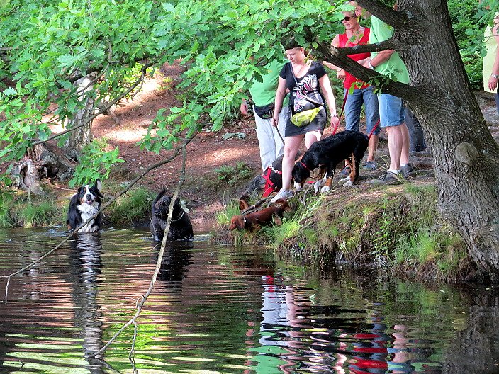 4 Pfoten Hundeclub