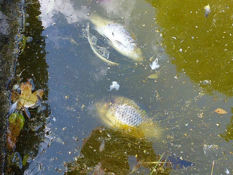 Der Parkteich Sondershausen