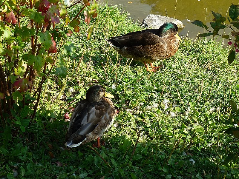 Der Parkteich Sondershausen