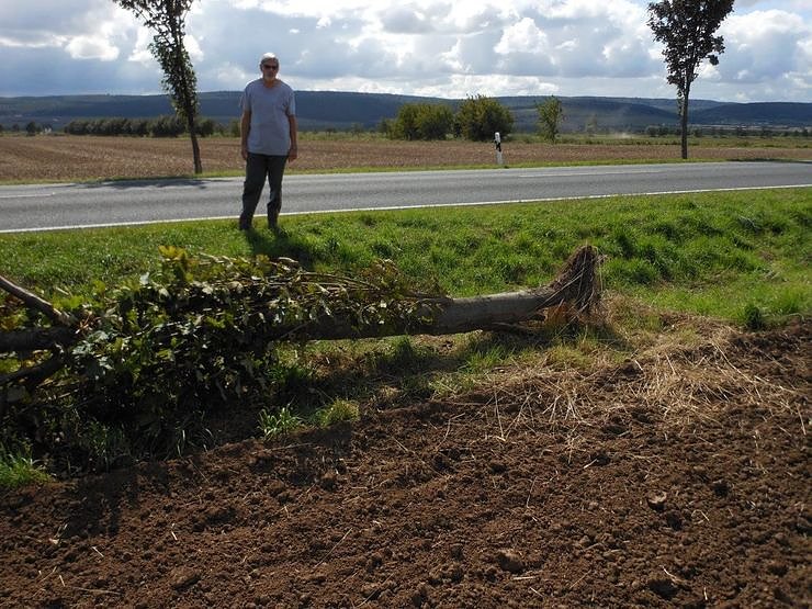 Alleeb&auml;ume haben viele Aufgaben