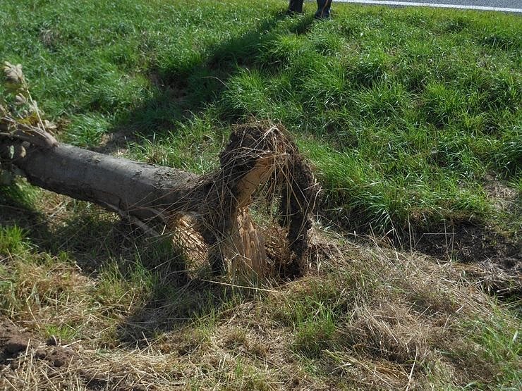 Alleeb&auml;ume haben viele Aufgaben