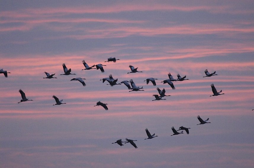 Zugv&ouml;gel erleben