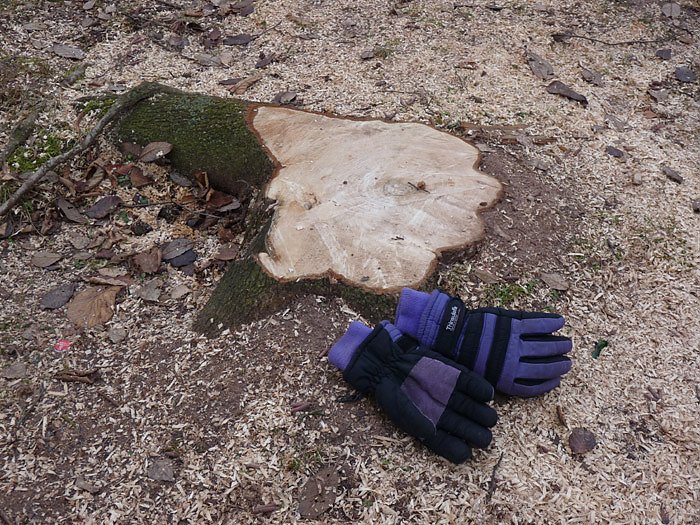 Baumf&auml;llen am Parkteich