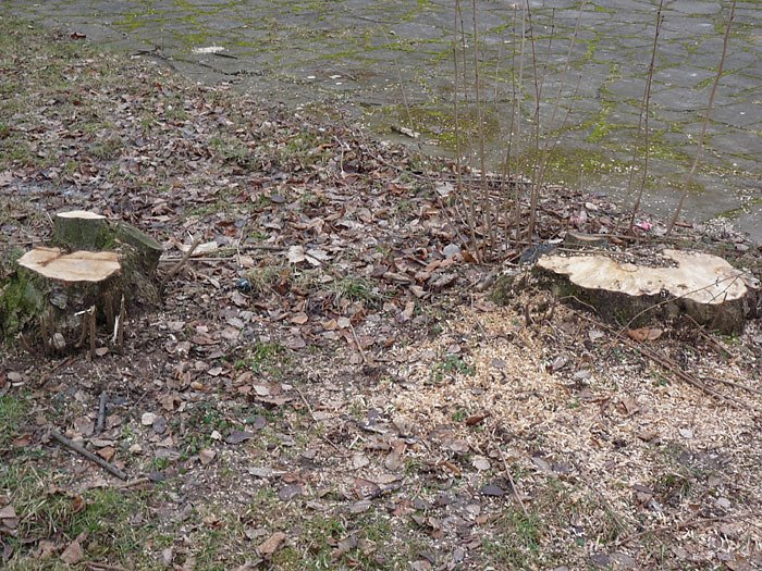 Baumf&auml;llen am Parkteich