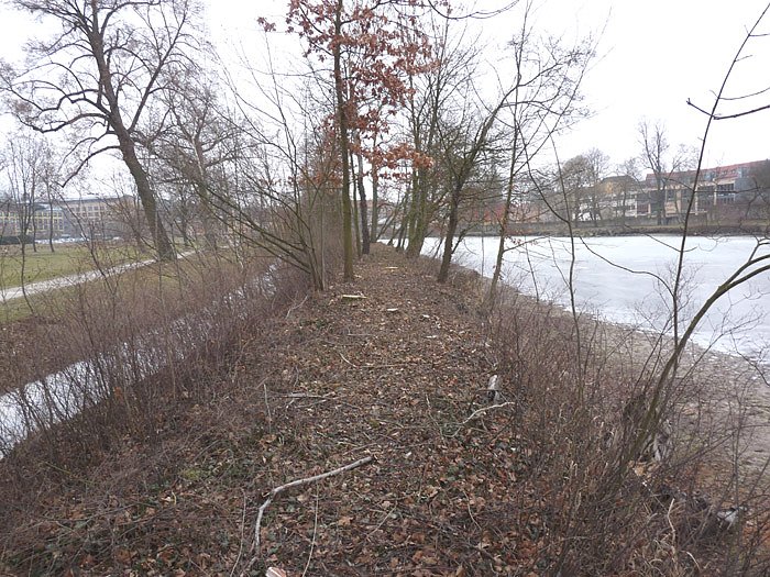 Baumf&auml;llen am Parkteich