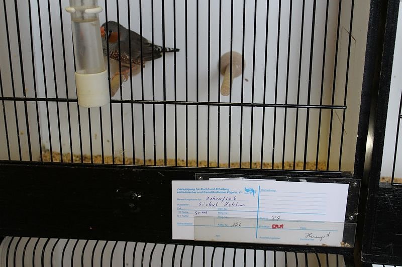 Zauberhafte Ausstellung