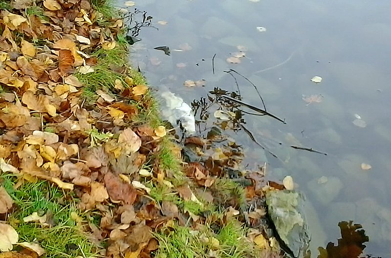 Fischsterben geht weiter!