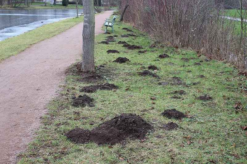 Maulwurfsinvasion im Schlosspark Sondershausen?