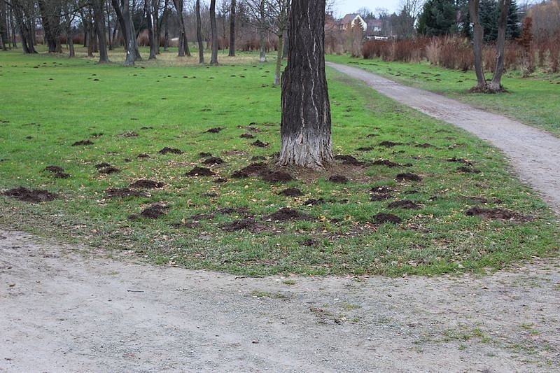 Maulwurfsinvasion im Schlosspark Sondershausen?