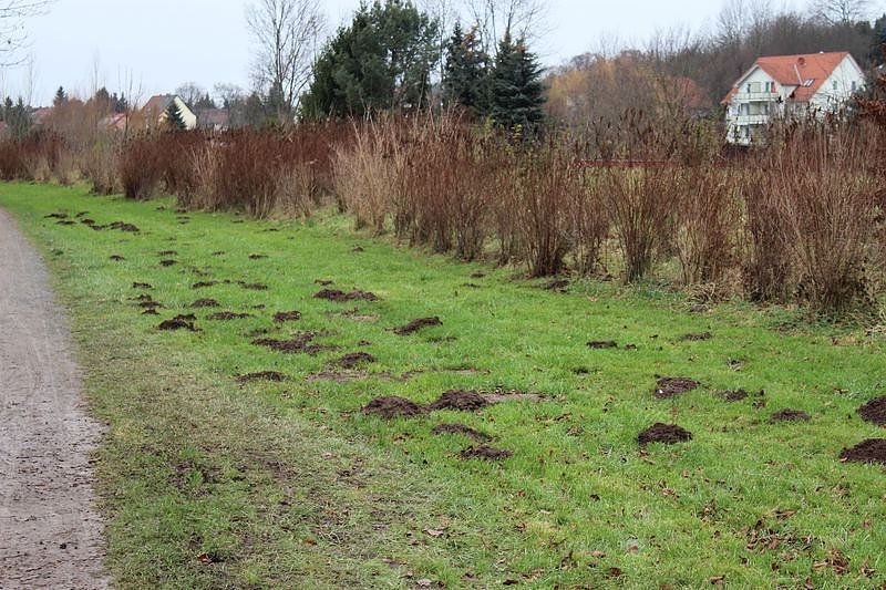 Maulwurfsinvasion im Schlosspark Sondershausen?
