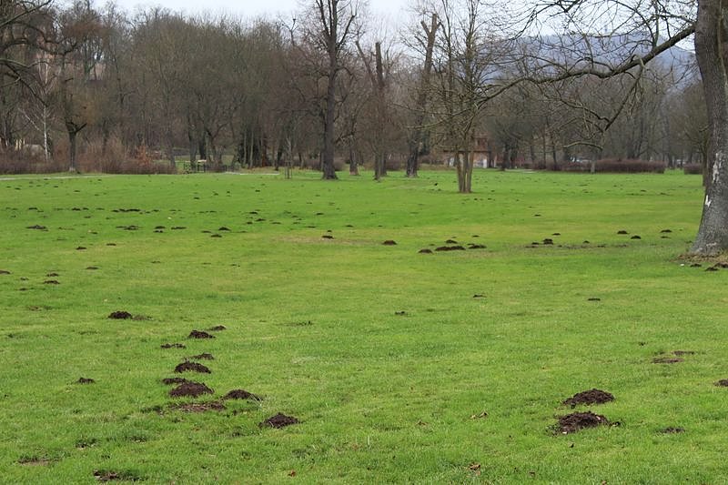 Maulwurfsinvasion im Schlosspark Sondershausen?