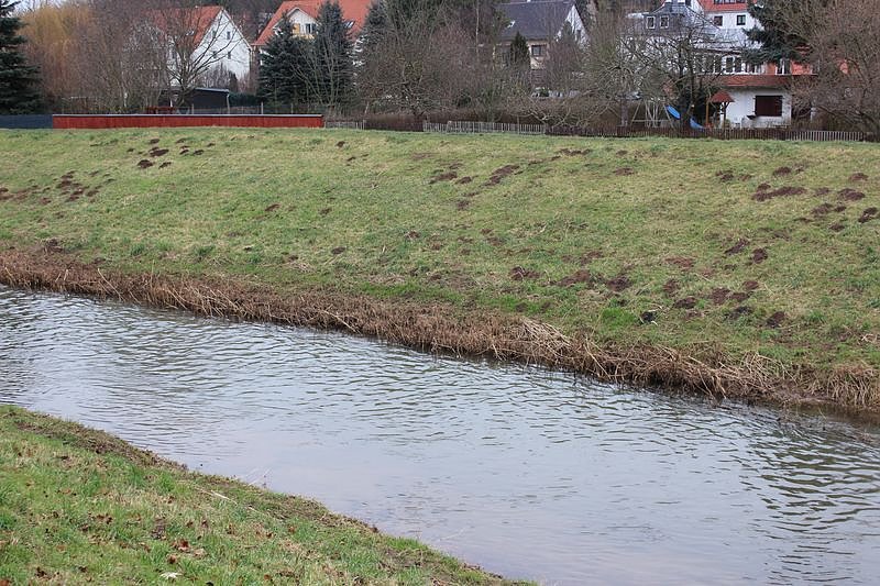 Maulwurfsinvasion im Schlosspark Sondershausen?