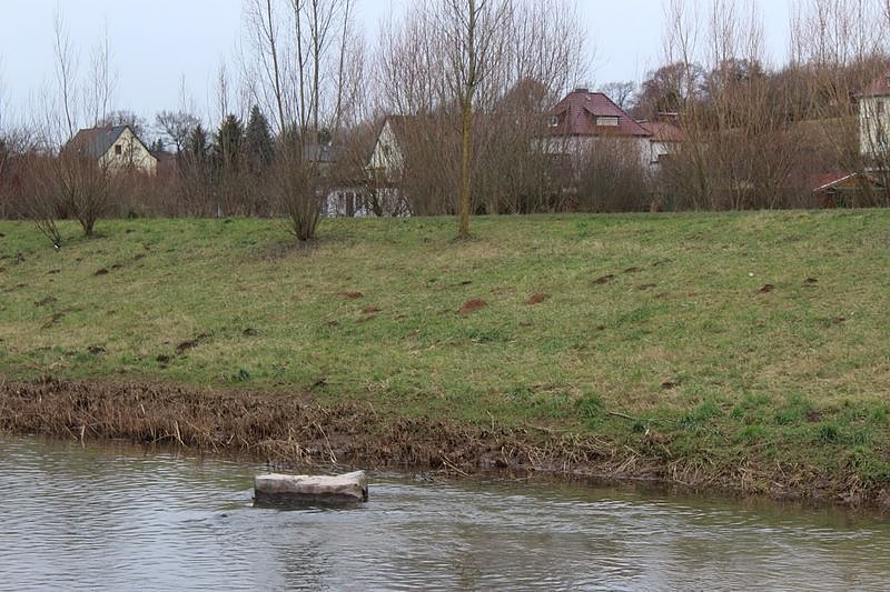 Maulwurfsinvasion im Schlosspark Sondershausen?