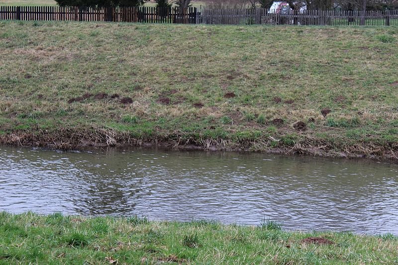 Maulwurfsinvasion im Schlosspark Sondershausen?