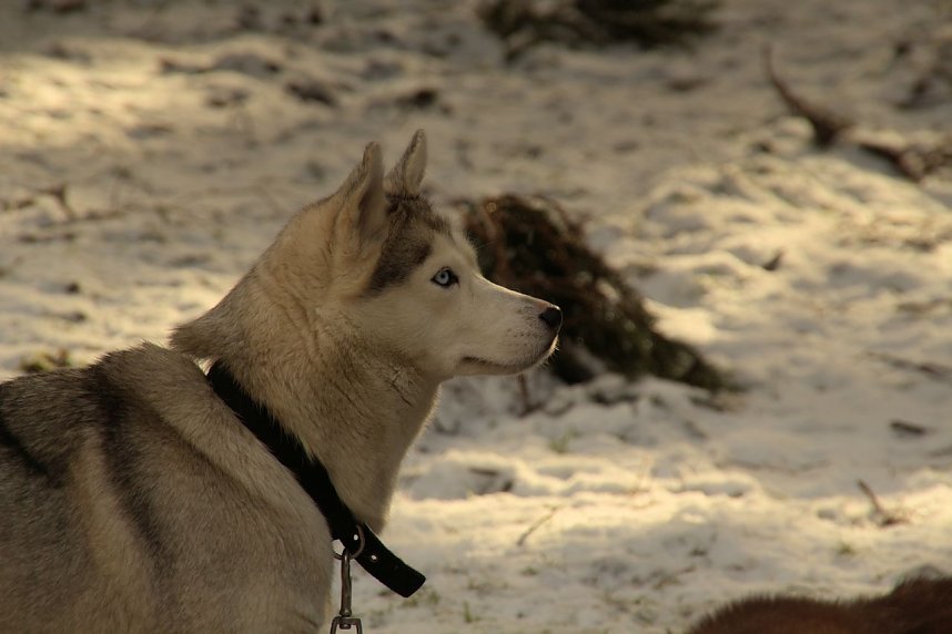 Schlittenhunderennen in Benneckenstein
