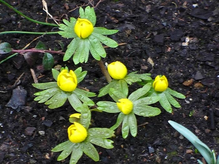 Fr&uuml;hjahrsbl&uuml;her