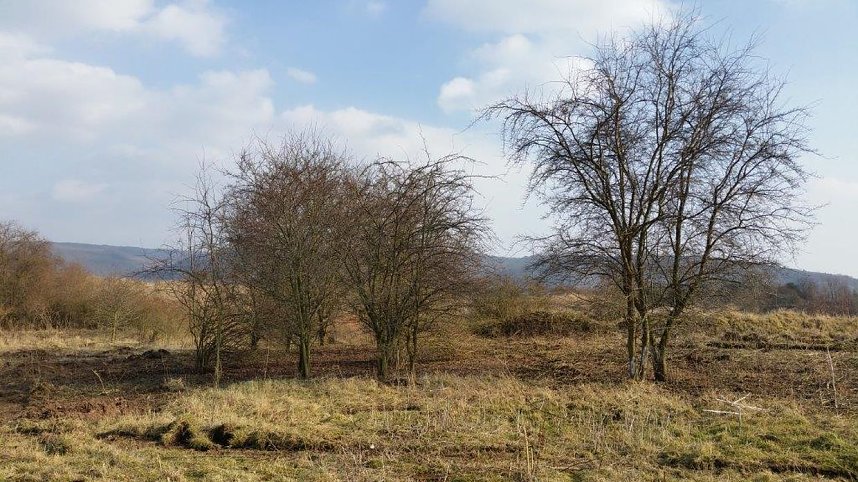 NABU-Kyffh&auml;userkreis- Aktuell: