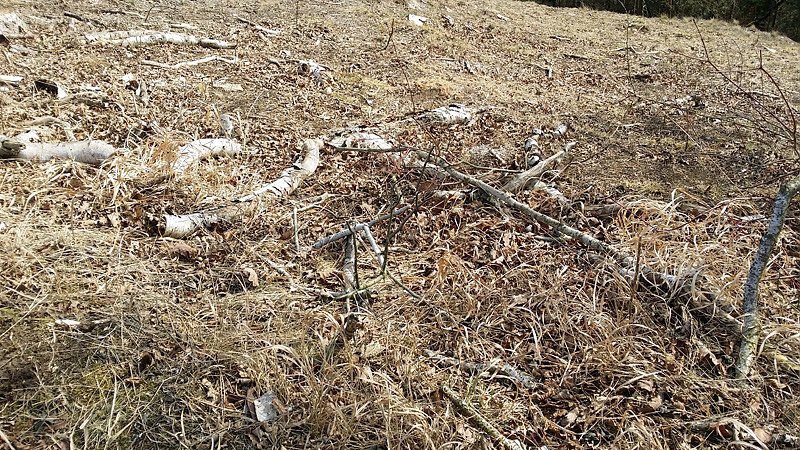 Fr&uuml;hlingsspaziergang der "besonderen Art"