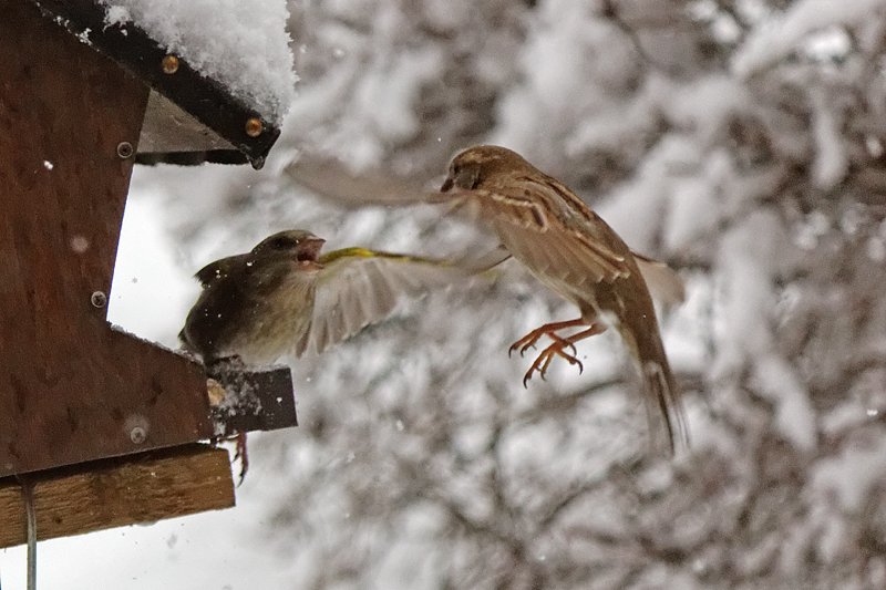 Christiane Wiesemann