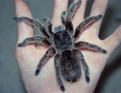 Spinnen in Live Show