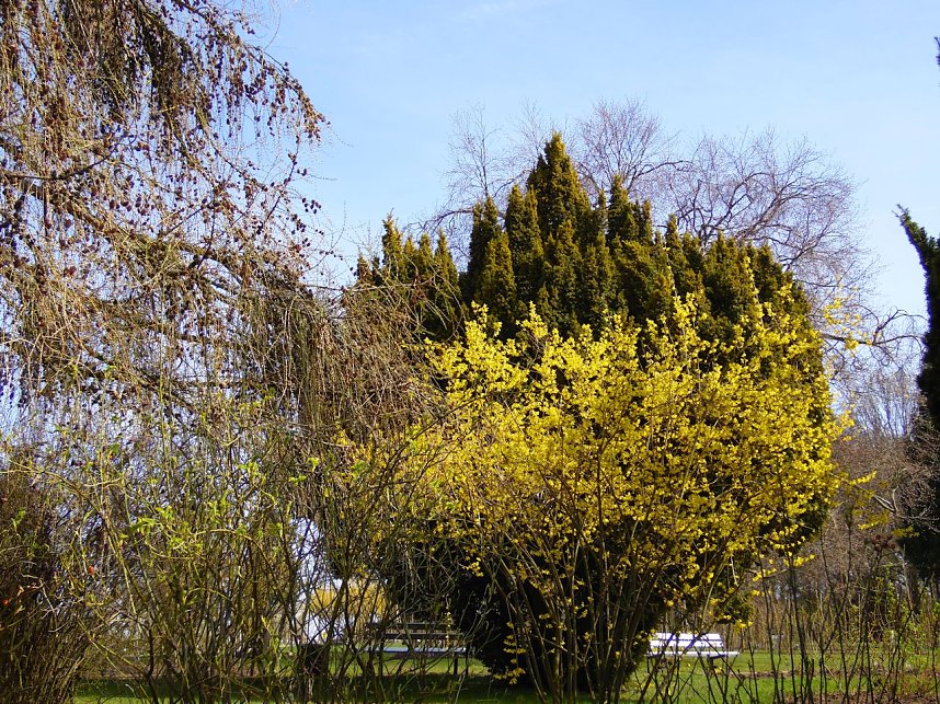 Saisoner&ouml;ffnung im Sangerh&auml;user Rosarium