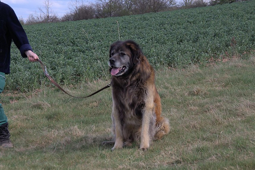 Goldene Aue Cup in Hamma