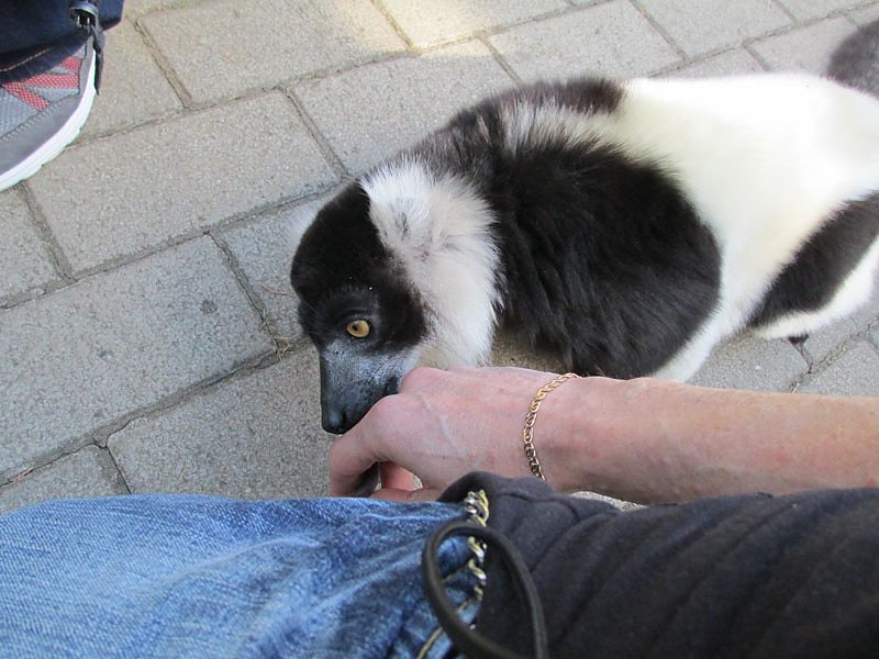 In den Serengeti Park