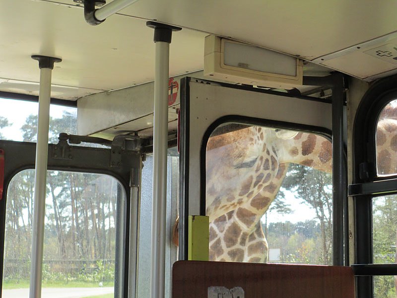 In den Serengeti Park