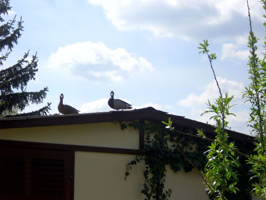 Auf Besuch eingestellt